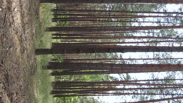 Vertical Video of a Wild Pine Forest Slow Motion