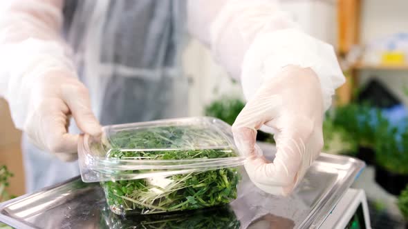 A Farmer Packs Fresh Microgreens in Containers to Sell at the Market