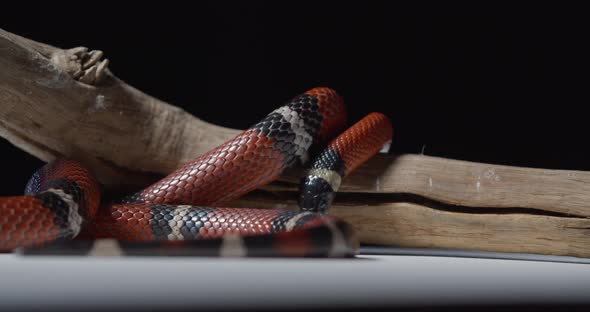 Coral Snake Crawling on Top of a Tree Branch Poisonous Snake Wildlife