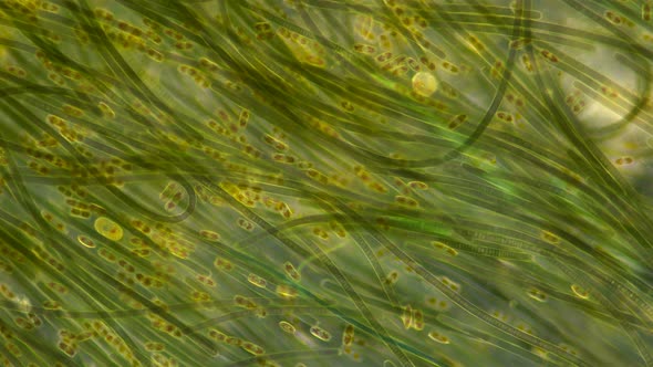 Green Algae of the Cyanobacteria Oscillatoria Under the Microscope, the Family Oscillatoriaceae