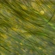 Green Algae of the Cyanobacteria Oscillatoria Under the Microscope, the Family Oscillatoriaceae - VideoHive Item for Sale