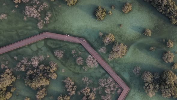 Unique Ecosystem in Abu Dhabi Mangroves Along the Coastline