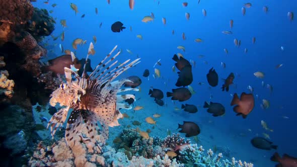 Tropical Coral Reefs Lion-Fish