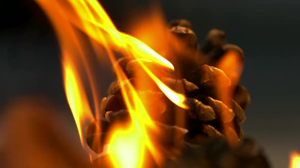 Pinecone in fire, Slow Motion