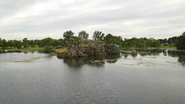 Dolly right of a flock of great white egrets resting on top of trees and flying around an islet in t