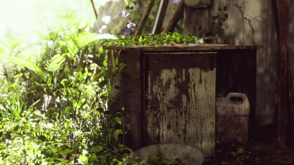 Ruined Abandoned Overgrown By Plants Interior