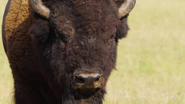 Wild Bison in the Meadow Portrait of American Bison Protection of Nature Concept