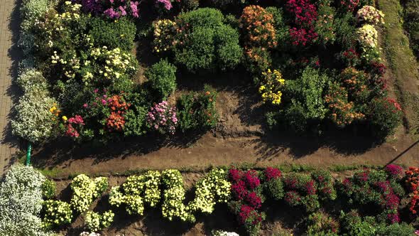 Top View of the Autumn Minsk Botanical Garden