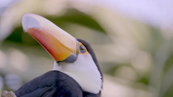 Portrait shot of exotic Ramphastos Toco in focus blinking with eyes outdoors