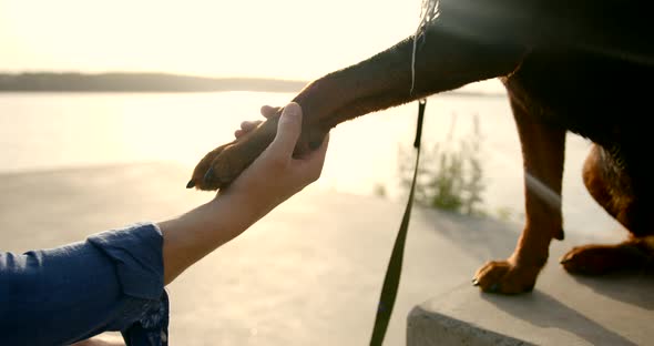 Rottweiler Dog Giving His Paw to a Man