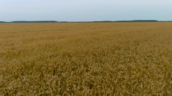 Agricultural industry concept: aerial footage of a wheat field.