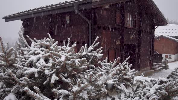 Heavy Snowfall in the Countryside. Snow Falls on Spruce Branches, in the Background of a Beautiful