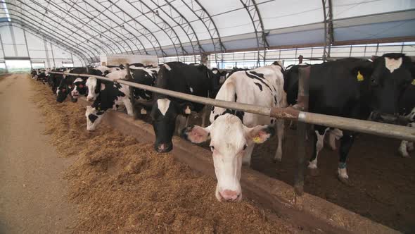 Cows On The Farm