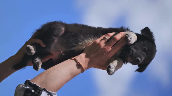 The Puppy is Raised in the Arms of the Girl Against the Background of the Blue Sky