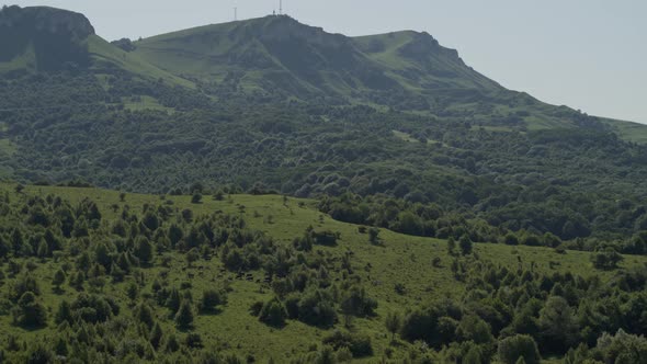 Group of Cows Grazing on Green Meadow, Small Forest and Mount Karachay-Cherkess Republic