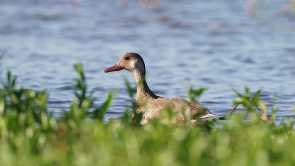 Wild male drake, brazilian teal duck, amazonetta brasiliensis with red beak swimming on a wavy lake,