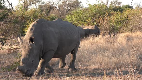 A dehorned Southern White Rhino with a group of rhino standing in the background.