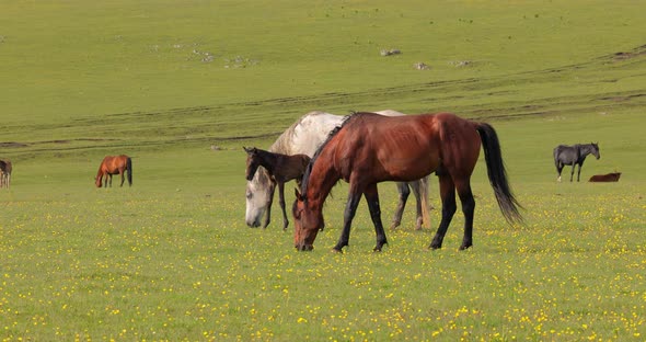 Horses Grazing on a Green Meadow in a Mountain Landscape