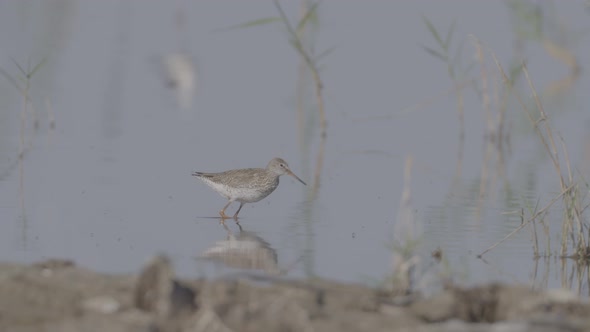 Wading Bird Feeding in a Pond