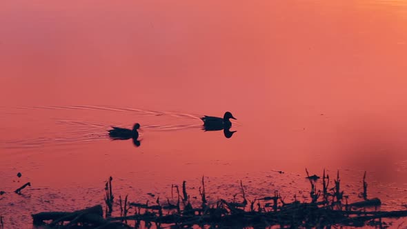 a Few Ducks During the Long Sunset. Lake Water in a Beautiful Pink-orange Sunset