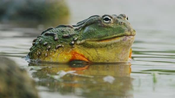 Closeup Shot Of African Bullfrog Sitting Peacefully In A Shallow Pond In Central Kalahari Wildlife R