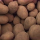 Harvesting Potatoes In The Garden - VideoHive Item for Sale