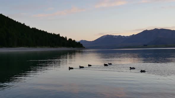 Eight mallard ducks swim to the same direction