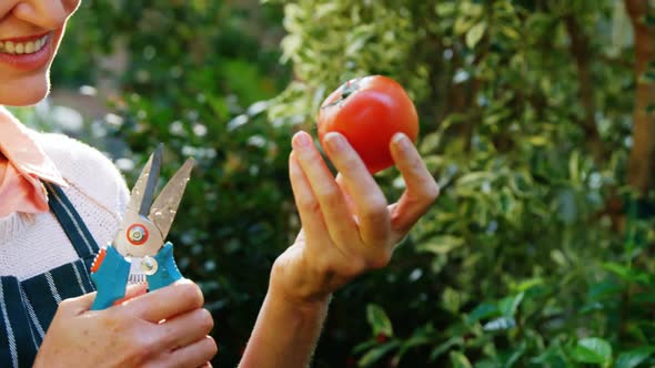 Mature woman holding tomato and pruning scissors