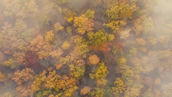 Top view of autumn forest and morning fog flying over the forest. Colorful trees in a dense forest