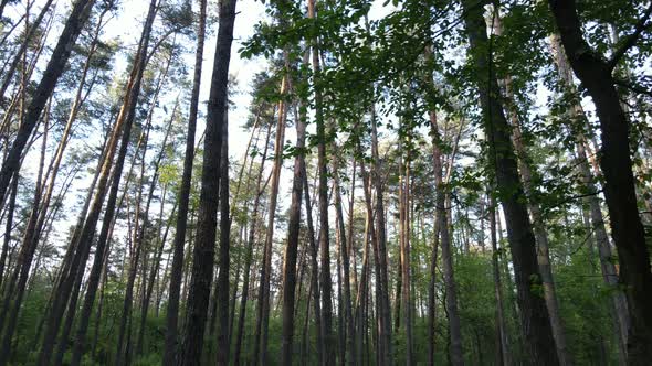 Summer Forest with Pine Trees Slow Motion