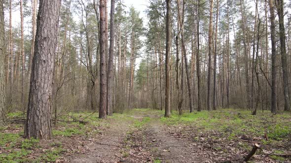 Aerial View of the Road Inside the Forest