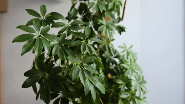 Slow motion of woman hand using a spray bottle watering houseplants