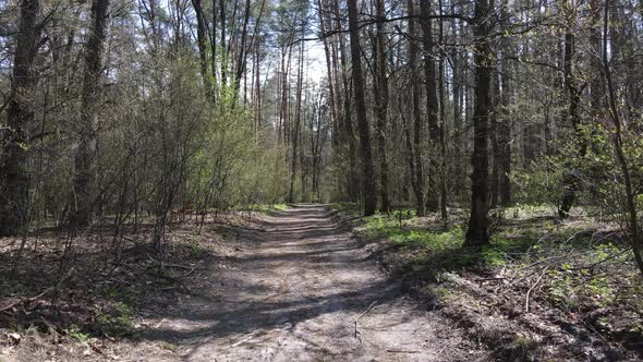 Road in the Forest During the Day Slow Motion