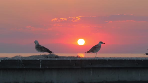 Seagulls Against Sea and Sunset Background