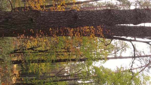Vertical Video of an Autumn Forest During the Day in Ukraine