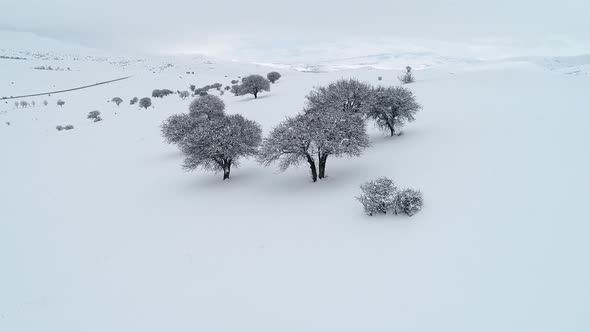 Snowy Landscape