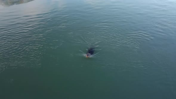 Seal Swimming In The Cold Water Of Jokulsarlon Glacier Lagoon In Iceland - drone shot