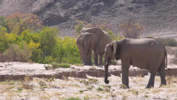 Herd of elephants on the dry Hoanib Riverbed