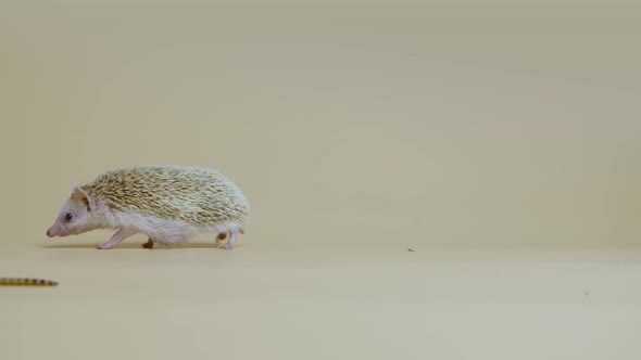 African Whitebellied Hedgehog Sniffs and Walks Past the Larva in the Studio on a White Background