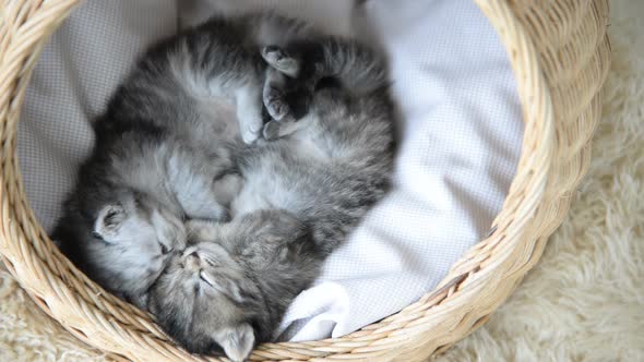Cute Tabby Kittens Sleeping And Hugging In A Basket