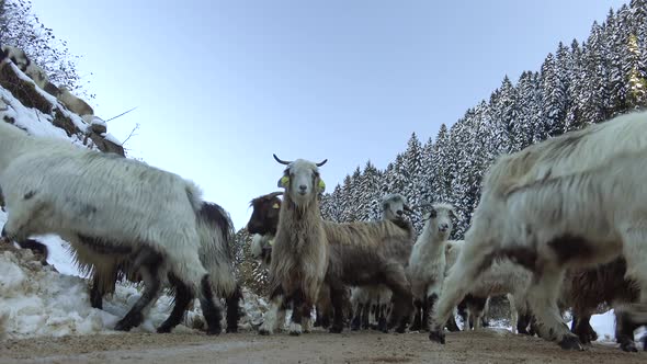 White, Black and Gray Goat Herd in Snowy Mountain Road