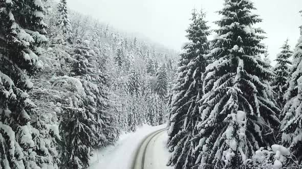 Road in the winter forest, Winter country road with fir forest on the side