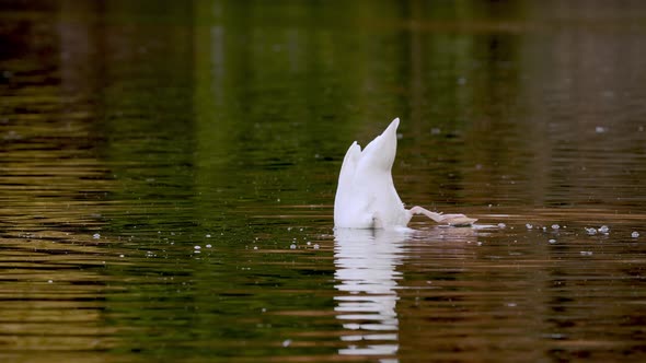 A black necked swan, cygnus melancoryphus diving under the water foraging for aquatic invertebrates