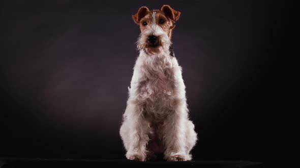 Front View of a Spotted Wirehaired Fox Terrier Sitting in the Studio Against a Gray Black Gradient
