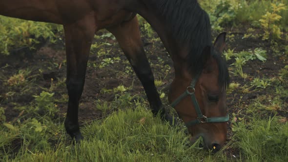 Dark Bay Horse Grazing In The Horse Farm  Horse Munching And Eating Grass