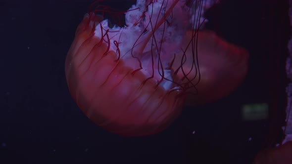 Closeup Shot of Group of Large Pink Jellyfish Swimming Downward in Dark Underwater Ocean Leaving