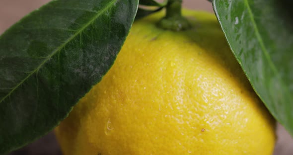 Bergamot Orange Fruit of Calabria