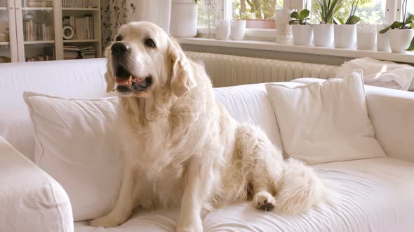 Pet dog relaxing on a sofa