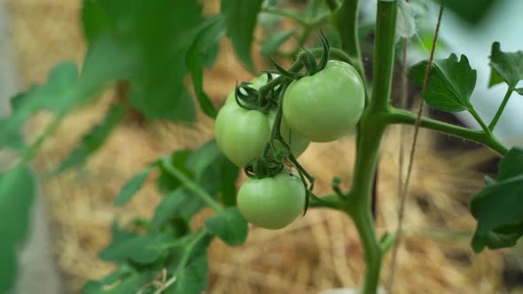 Green Tomatoes Growing on the Branches