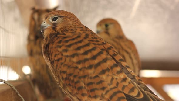 Hawk bird closeup